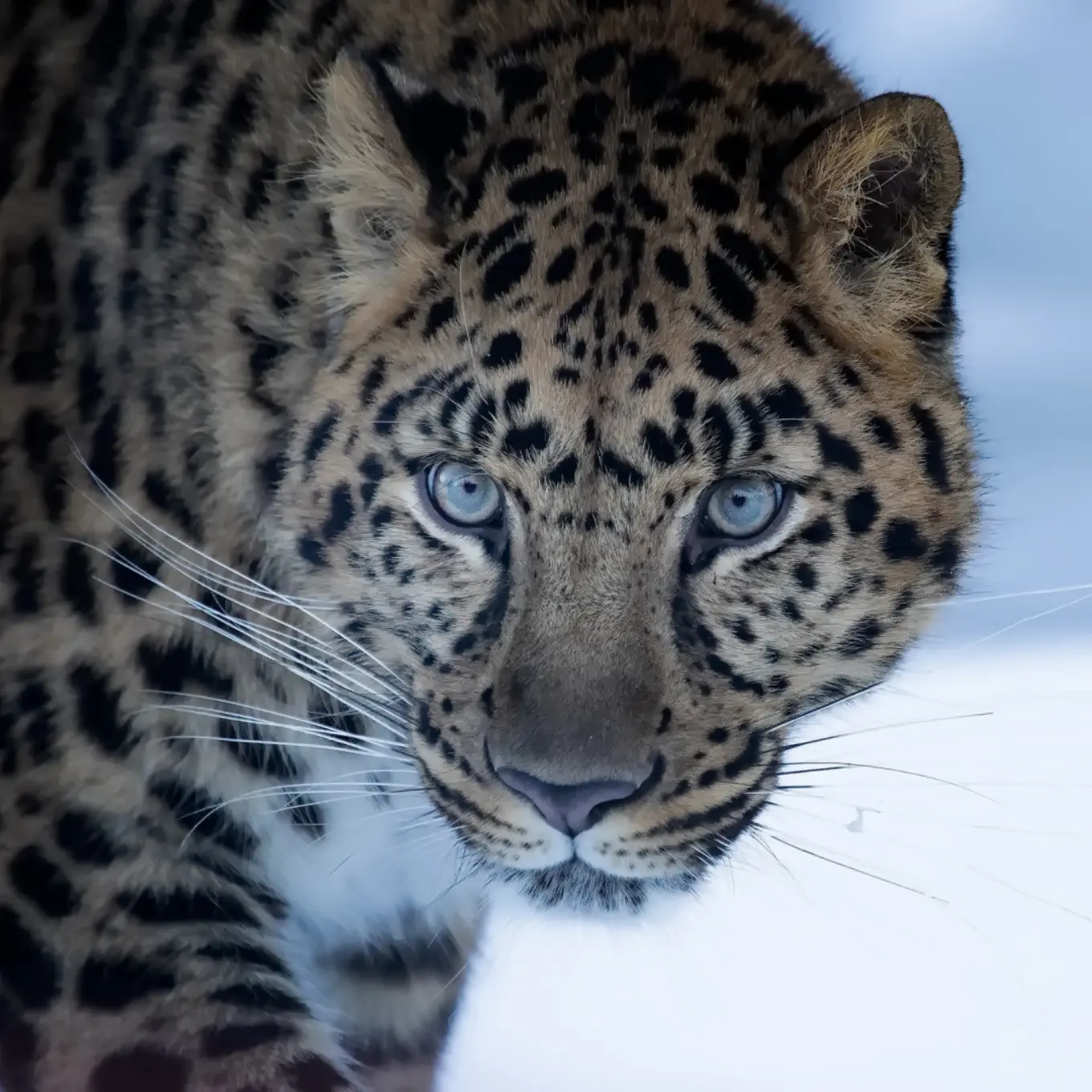 Amur Leopard
