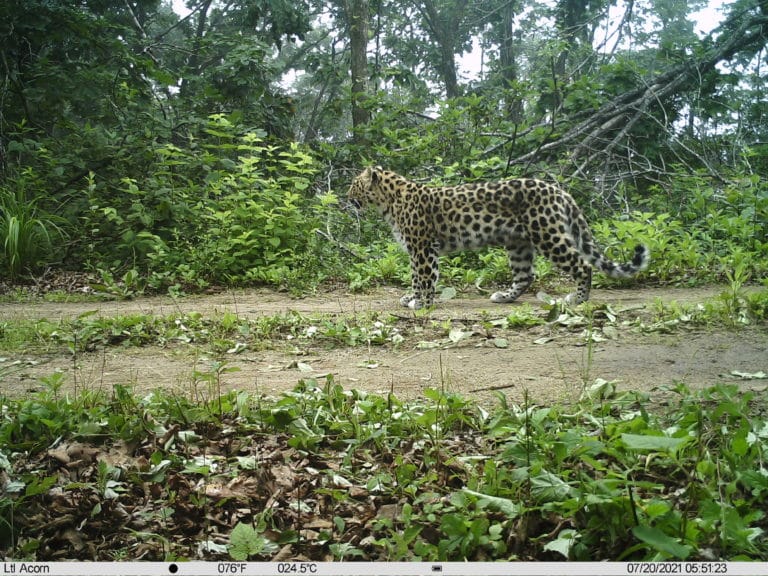 Habitat loss for Amur Leopards