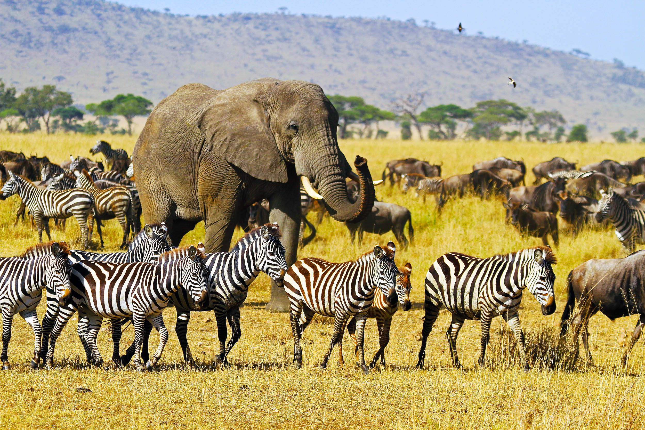 Animal migration
