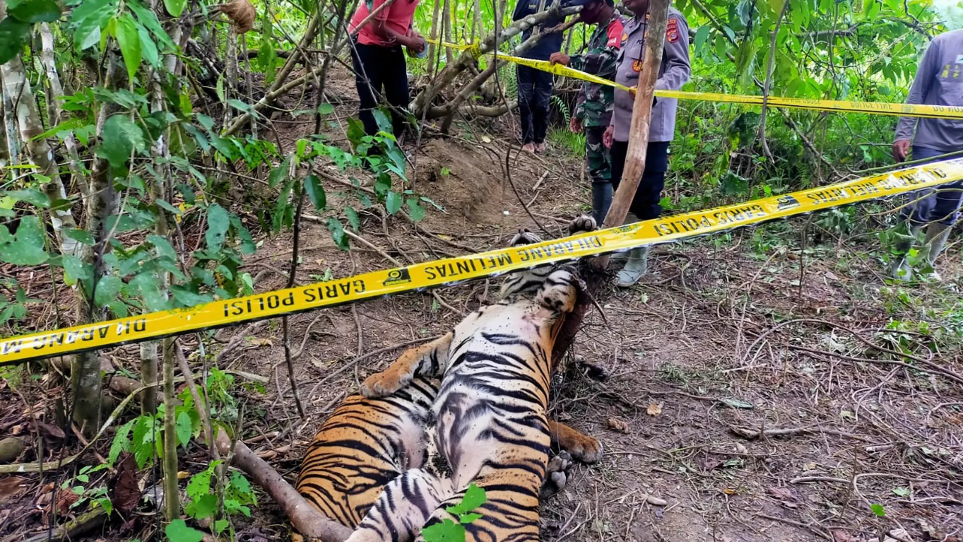 Poaching of Tigers