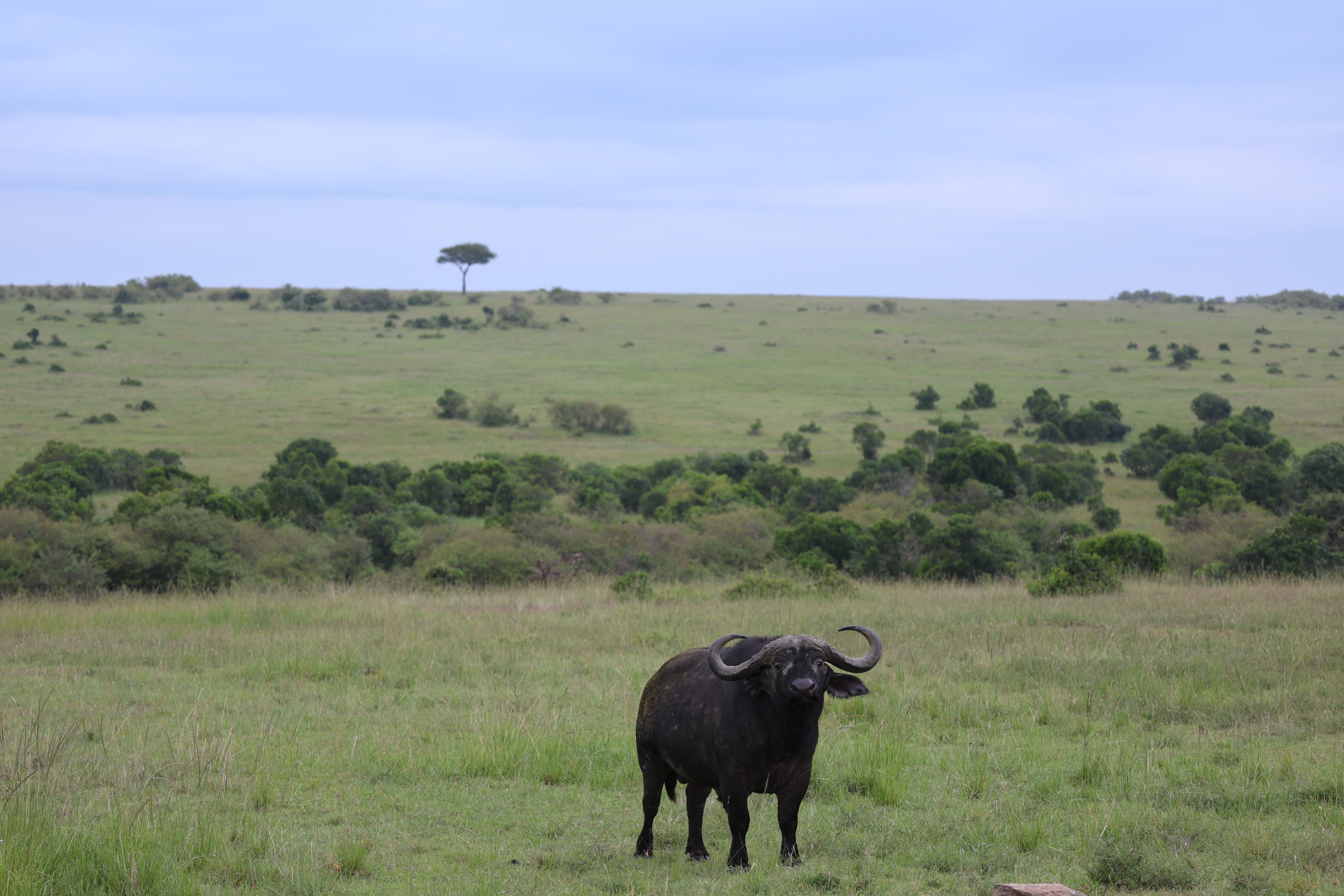 Protect Animal Areas