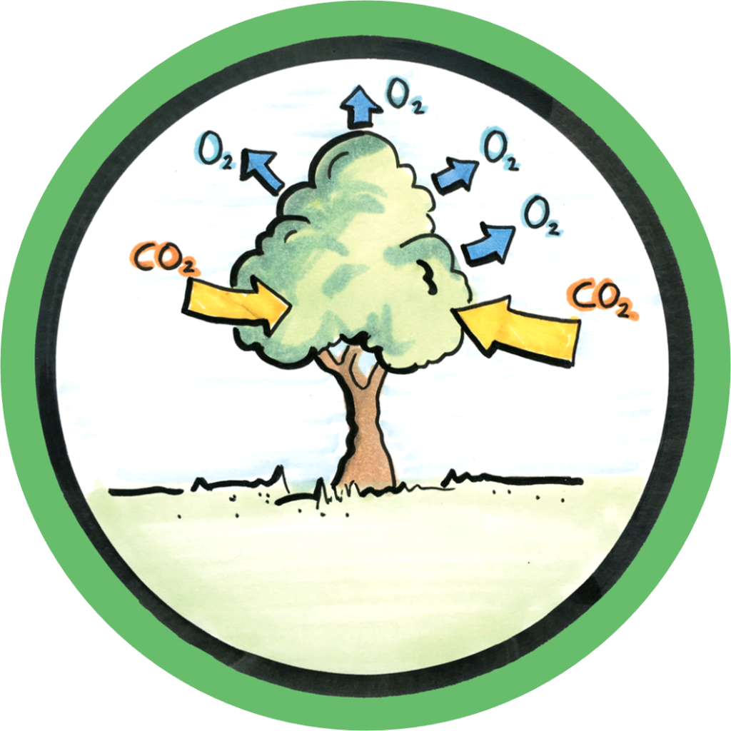 Trees regulating climate