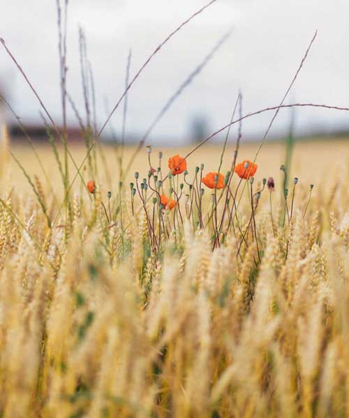 Protect Crop