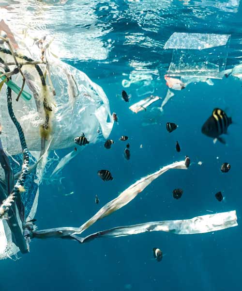 Protect Sea Animals