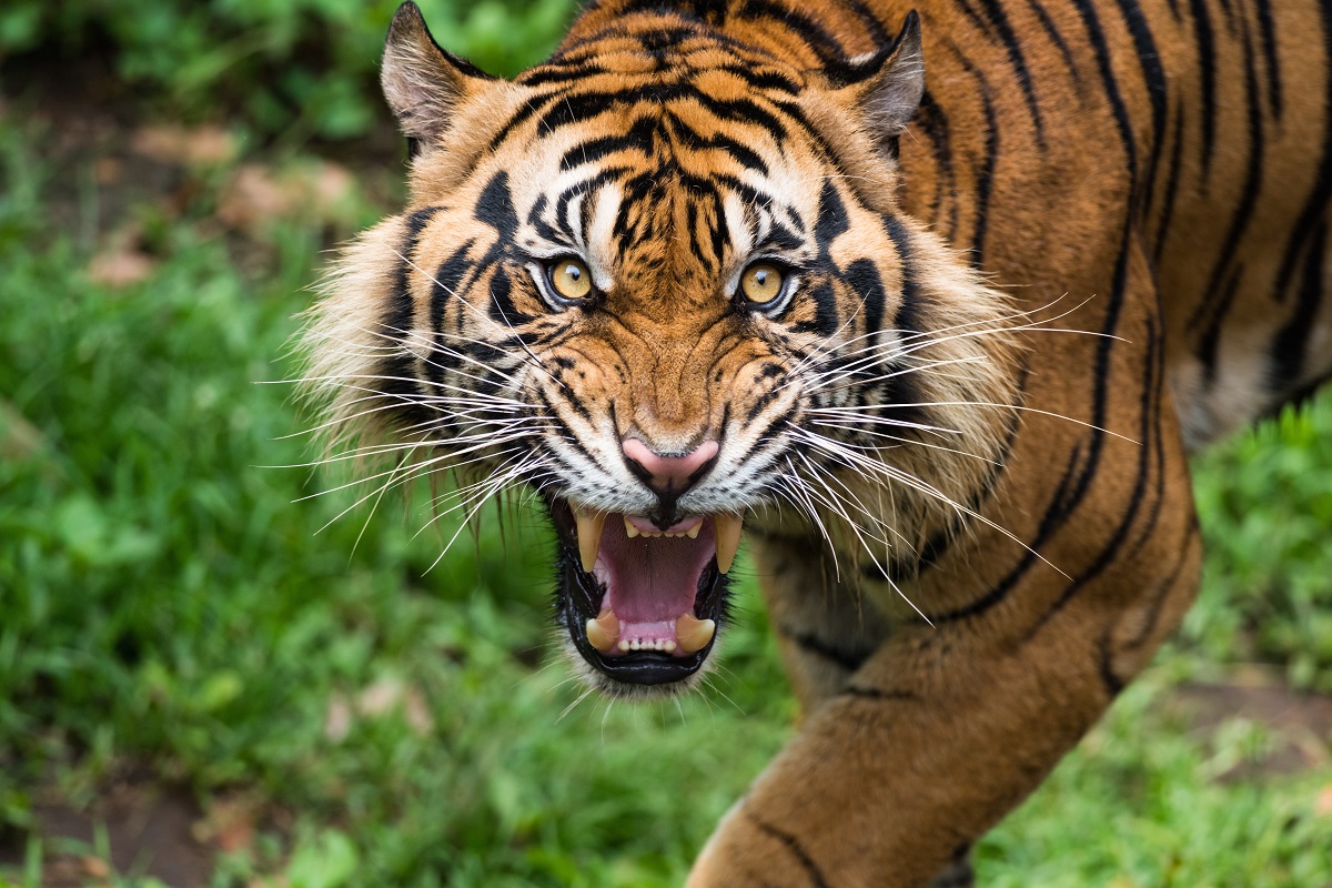 Sunda Island Tiger