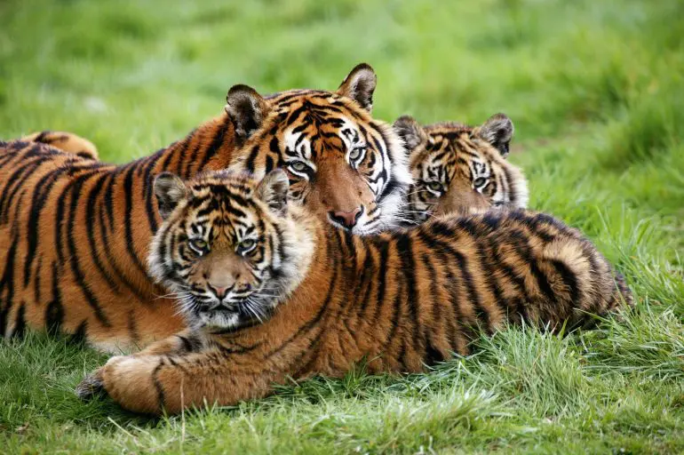 Sunda Tiger