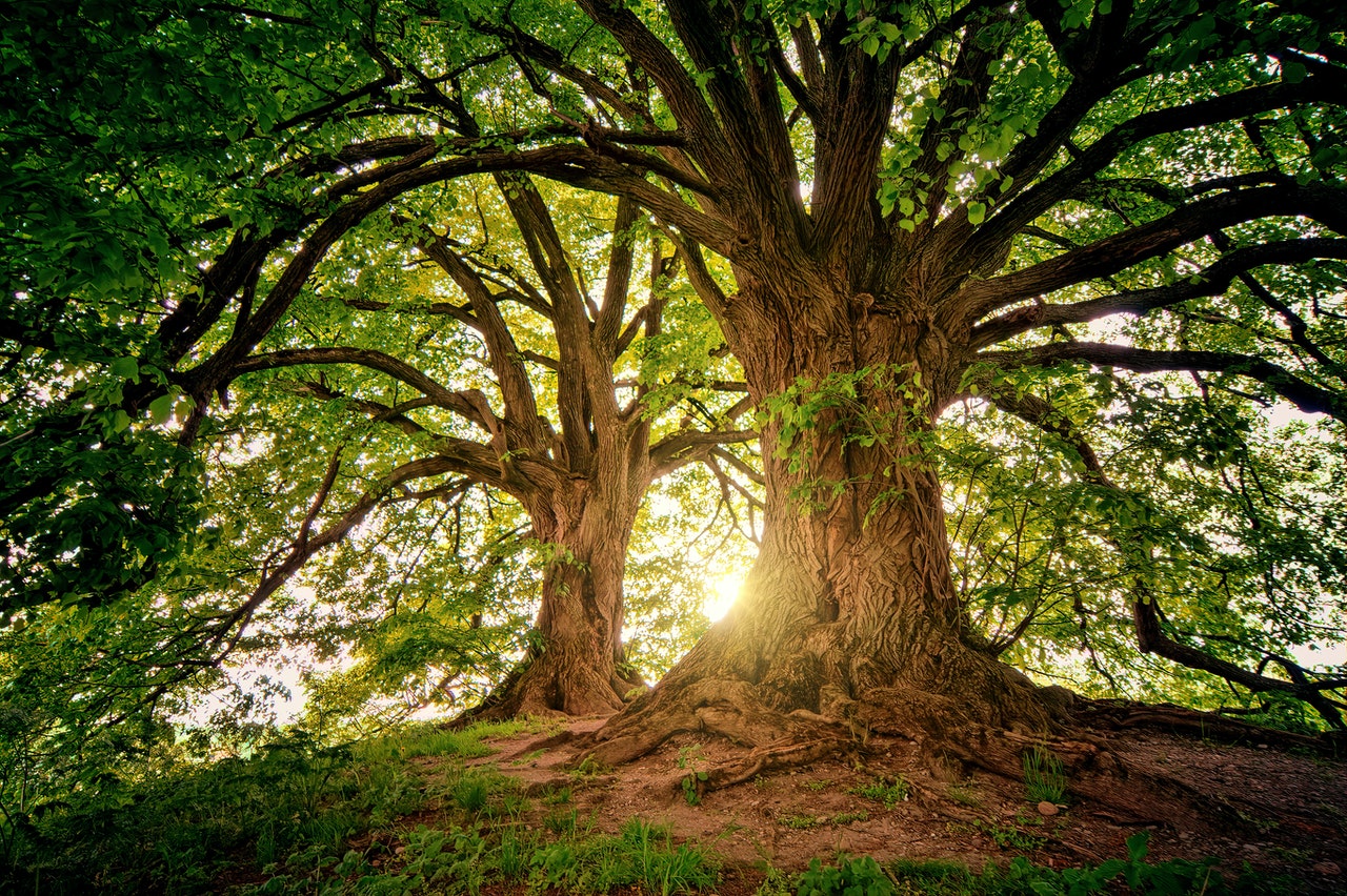 Trees improving the environment