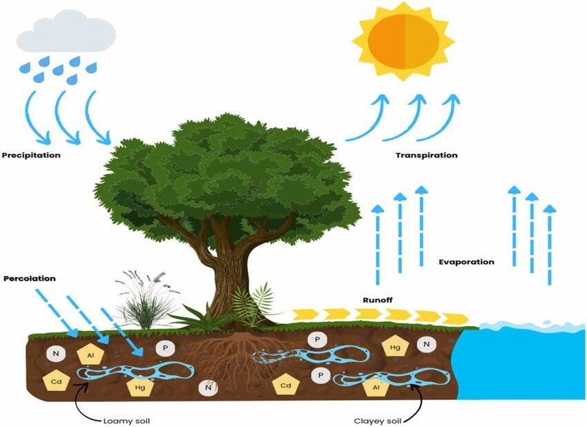 Trees managing soil and water
