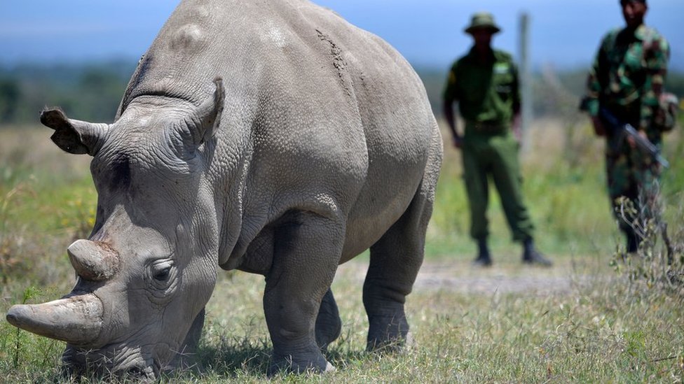 Endangered species