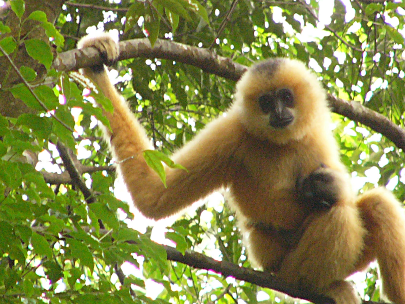 Hainan gibbon